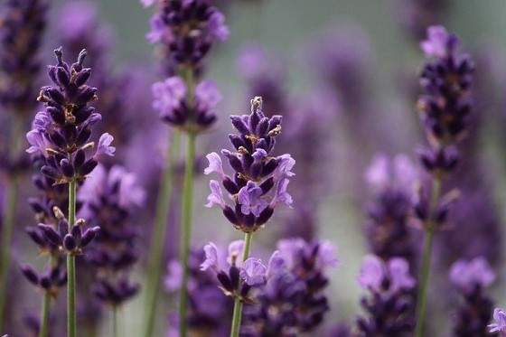 Levandule je bohatým zdrojem terpenu Linalool, zdroj: pixabay.com